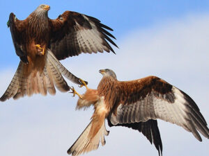 Birds of prey threatened by development